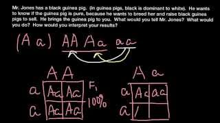 How to perform a testcross [upl. by Munmro]