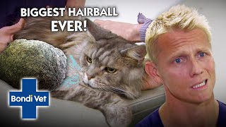 Biggest Hairball EVER has to be Surgically Removed  Bondi Vet [upl. by Nonnahsal]