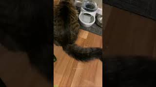 Funny Cats 2025 😅 Cat Fight 🥰 mewmew Part 6055 [upl. by Shermy]