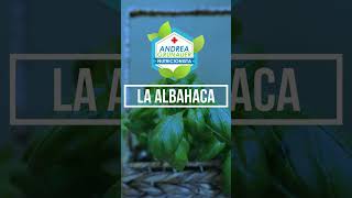 ⚠️La Albahaca ¿funciona como desinflamante vidasaludable [upl. by Faustena464]