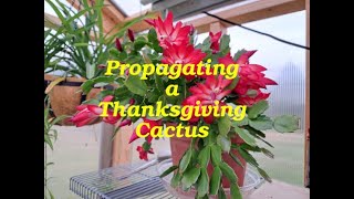 How to Propagate a Thanksgiving Christmas Cactus [upl. by Akehs]