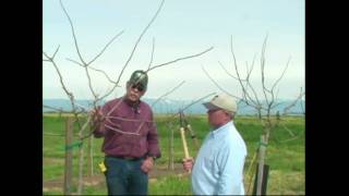 Pistachio Pruning amp Training  Years 1 amp 2 [upl. by Oriel250]