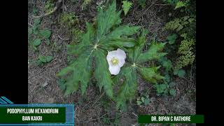 Podophyllum hexandrum Bankakri  Anti Cancerous wonder Plant [upl. by Sutelc574]