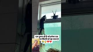 Video banane ke chakkar mein kabutar ko Marwa Dala pigeon viral new short video [upl. by Yerkovich330]