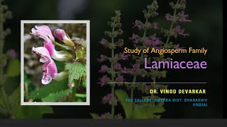 Study of Family Lamiaceae Labiatae by Dr V D Devarkar [upl. by Ayaladnot]