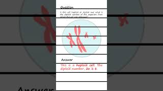 Differentiating Haploid and Diploid cells Q amp A biology genetics [upl. by Lorolla741]