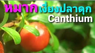 หมากเงี่ยงปลาดุก🍒 Canthium Wild Fruit [upl. by Lav]