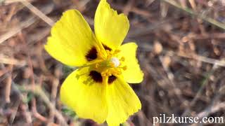 Geflecktes Sandröschen Tuberaria guttata [upl. by Ringsmuth]