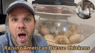 Raising self sustainable chicken meat  American Bresse Chickens ABC [upl. by Connor517]