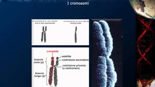 Citologia  Lezione 16 DNA e cromosomi [upl. by Wertheimer]