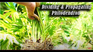 How to Divide Philodendron bipinnatifidum PropagatingDividing Philodendrons [upl. by Aicileb]