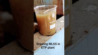 growing MLSS in ETP plant mbbr aeration biomass bacteria [upl. by Yoo]