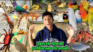 NGECEK HEWAN PELIHARAAN DIRUMAH [upl. by Eachern]