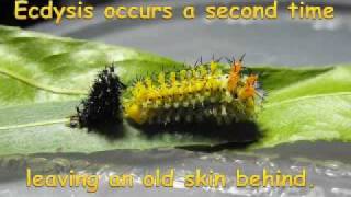 Cecropia Moth Metamorphosis Video Photo Journal [upl. by Amekahs56]