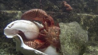 Giant Hermit Crab Changing Shells  Documentary Short  1080p [upl. by Juan679]