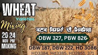 ਕੀ ਕਣਕ ਦੀਆਂ ਕਿਸਮਾਂ ਮਿਕਸ ਕਰਨ ਨਾਲ ਝਾੜ ਵਧੇਗਾ mixing of wheat varieties [upl. by Ahlgren566]