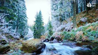 Winter mountain river sounds  Relaxing white noise  Rushing water sounds [upl. by Elletnohs]