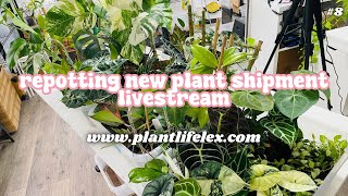 Repotting Plant Shipment amp Chill🪴✨  BLACK FRIDAY PREP HANGOUT  111524 [upl. by Engel]