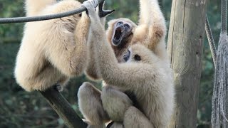 Withandgibbons geluid zang  Lar Gibbons soundsing  Olmense Zoo [upl. by Euqinomad]