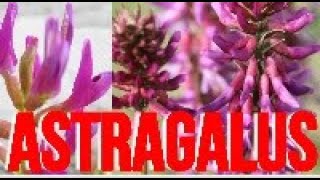 ASTRAGALUS Benefits Uses Dosage amp Side Effects [upl. by Jessamine]