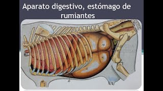 Anatomía descriptiva  Clase sincrónica Estómago de los rumiantes [upl. by Soirtimid276]