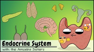 Endocrine System [upl. by Oidivo]