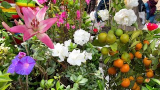 AZELIA CAMELLIA LILIUM FLOWER PLANT PRICE  GALIFF STREET PLANT MARKET VISIT  Best Flowers Forever [upl. by Dalston624]