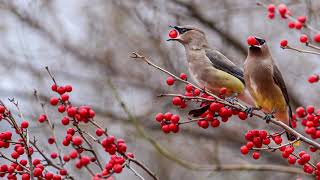 Cedar Waxwings UW Madison Arboretum [upl. by Robby]