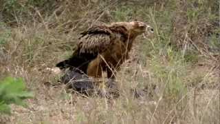 Tawny Eagle on a Guinea Fowl Kill joined by a Bateleur Eagle [upl. by Gottfried]