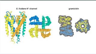 Pores and Ion Channels [upl. by Uahsoj]