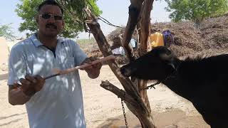 KHURPAKKA MUHNPAKKA FMD DISEASE KA SATIK TREATMENT MULTI TALENTED [upl. by Kilk]