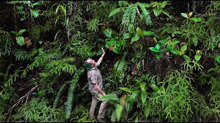 FIELD TRIP WITH PATRICK BLANC IN MOLUCCAS  INDONESIA [upl. by Asilak468]