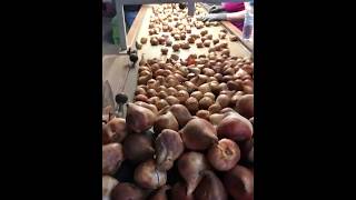 Harvesting amp Processing Dutch Grown Tulips [upl. by Stickney]