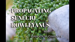 Propagating Senecio Rowleyanus Two Simple Ways for Success Part 3 [upl. by Marduk489]