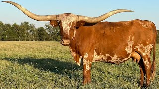 🔴 RazaTexas Longhorn ✅ VACAS LECHERAS  VACAS PRODUCTORAS DE CARNE  Crea Tu NEGOCIO Ganadero [upl. by Ellehcit]