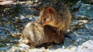 Quokka at Rottnest Island Australia [upl. by Ailat862]