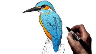 How To Draw A Kingfisher  Step By Step [upl. by Anide612]