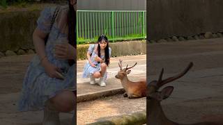 鹿と外国人観光客🦌奈良公園 [upl. by Kathlene706]