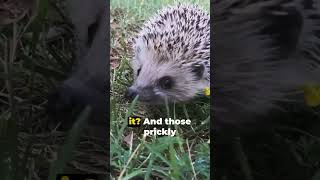 Hedgehog Tips You Need to Know [upl. by Ybbil]