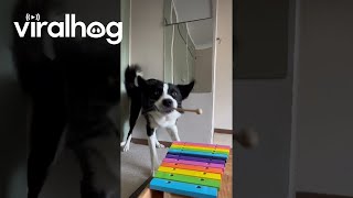 Border Collie Makes Music  ViralHog [upl. by Elfrida109]