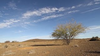 Prosopis invasions in South Africa A blessing or curse [upl. by Neerak]