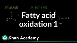 Fatty Acid Oxidation  Part I [upl. by Nils182]