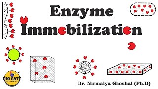 Enzyme Immobilization Immobilization of biocatalysts animation [upl. by Breban672]