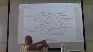 Neuroanatomy 61  Cerebrum  part 4   by Dr Wahdan [upl. by Yerfej]