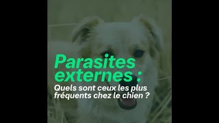 Comment savoir si mon chien a des parasites [upl. by Killian333]