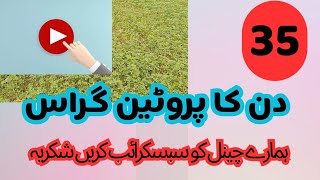 kohenoor protein grass کوہ نور پر وٹین گراس atiqrafiqtv goat [upl. by Star]