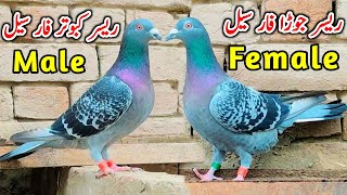 Racer Pair For Sale  Racer Kabootar  Qasid Kabootar For Sale  Imported Racer Pigeon [upl. by Ardnoek]