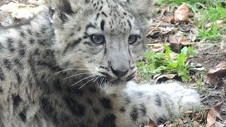 Playful Snow Leopard Cub [upl. by Hewett]