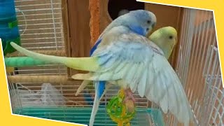 Budgies mating with fighting [upl. by Zuliram401]