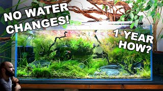 NO WATER CHANGES for a YEAR Ecosystem Aquarium How To [upl. by Arual316]